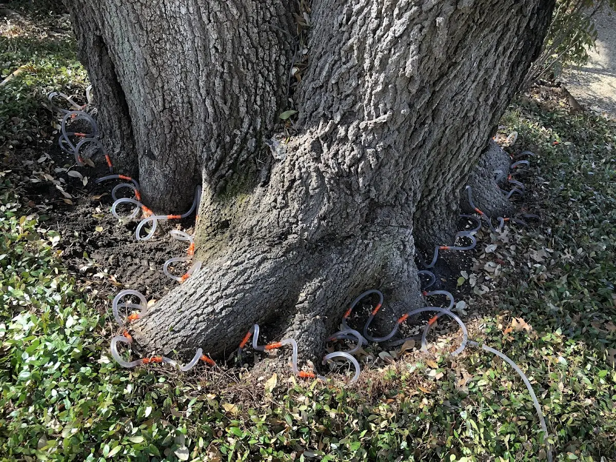 Detailed Tree Cabling and Bracing job site in Putnam Valley