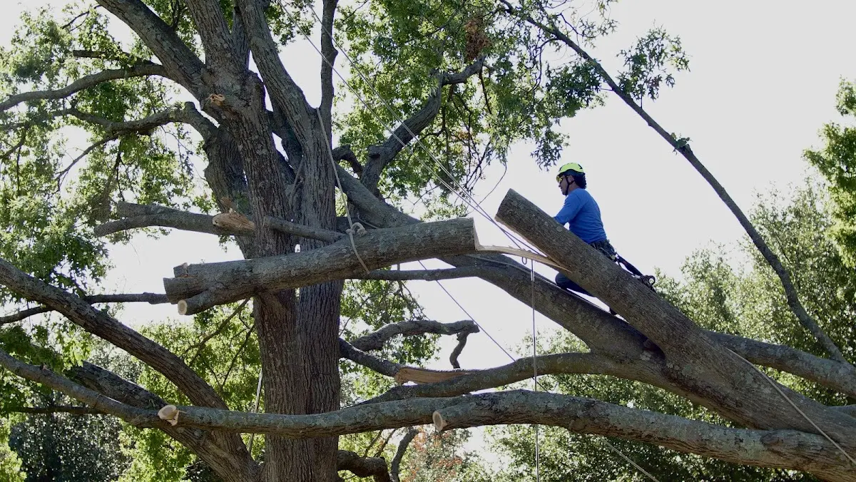 Professional Crown Thinning performed by certified arborists in Putnam Valley